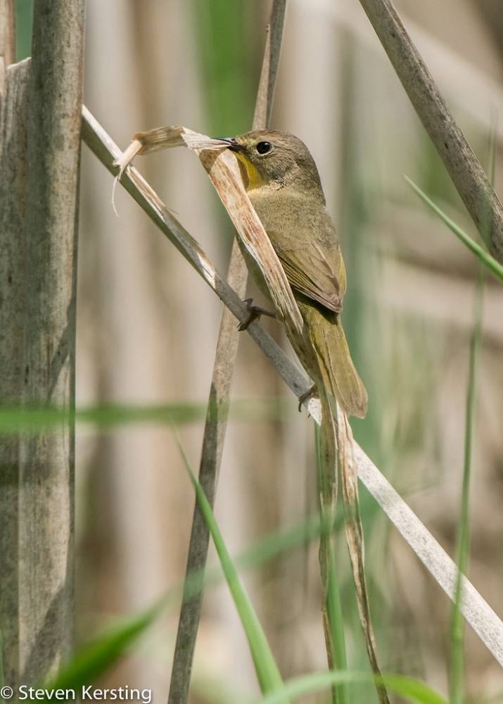 Common Yellowthroat by skersting66 is licensed under CC BY-NC-ND 2.0